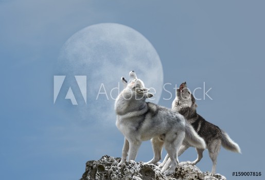 Picture of A pair of wolves singing their melancholy song for the moon